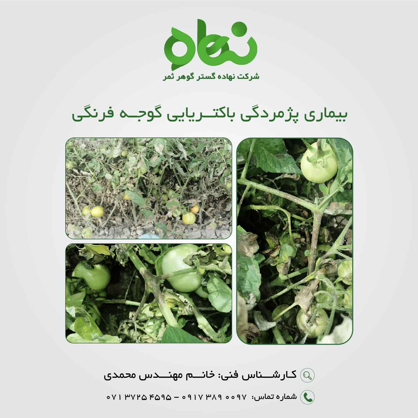 بیماری پژمردگی باکتریایی گوجه فرنگی